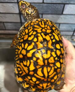 Eastern box turtle for sale