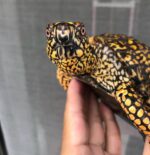 Eastern Box Turtle For Sale