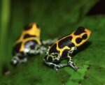 Ranitomeya Imitator Intermedius