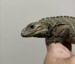 Rhinoceros Iguana For Sale