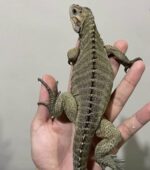 rhinoceros iguana for sale