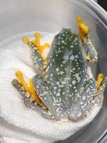 baby fringed leaf frog for sale