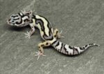 Bold Stripe Mack Snow Leopard Gecko For Sale