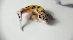 Bold Bandit Leopard Gecko For Sale