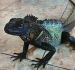 Black Sailfin Dragon For Sale