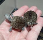 Concentric Diamondback Terrapin For Sale