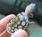 Ornate Diamondback Terrapin For Sale
