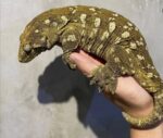 New Caledonian Giant Gecko For Sale