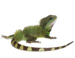 Chinese Water Dragon For Sale