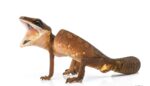 Cat Gecko For Sale