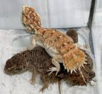 Shield Tailed Agama For Sale