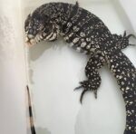 Argentine Black and White Tegu For Sale