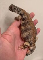 Omani Uromastyx For Sale