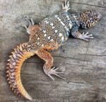 Rainbow Uromastyx For Sale