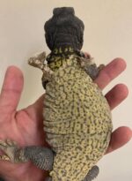 mali uromastyx for sale