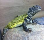 Mali Uromastyx For Sale