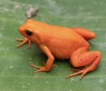 Golden Mantella Frog