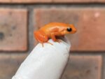 Golden Mantella Frog