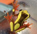 Clown Tree Frog For Sale