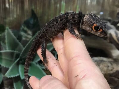 Red Eyed Crocodile Skink For Sale
