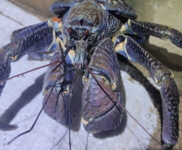 Coconut Crab For Sale