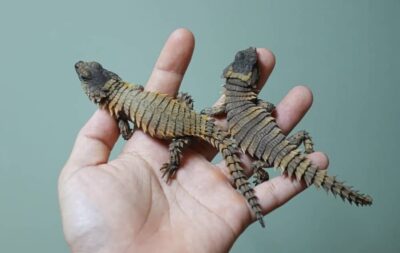 ARMADILLO GIRDLED LIZARD FOR SALE