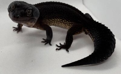 Black Night Leopard Gecko for sale