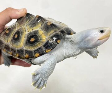 Ornate Diamondback Terrapin for sale