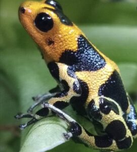 ranitomeya imitator chazuta for sale