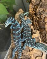 Blue Spotted Tree Monitor Lizard