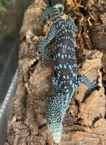 Blue Spotted Tree Monitor Lizard